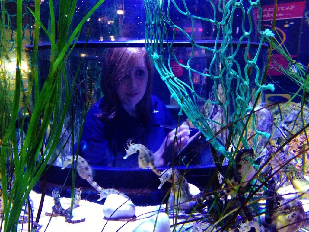 Aquarist Rachel Farquhar counting seahorses