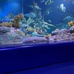 Arabian Carpet Shark at Bristol Aquarium