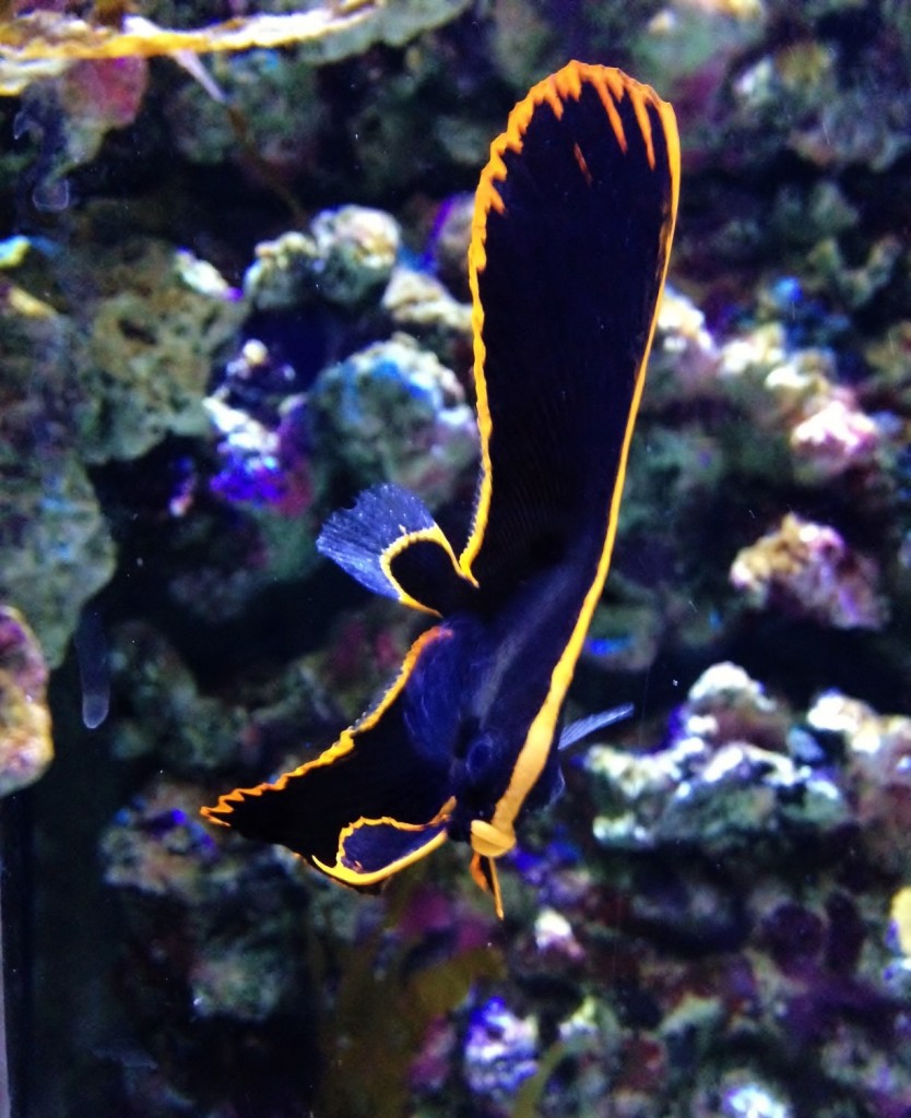 Baby Batfish at Bristol Aquarium