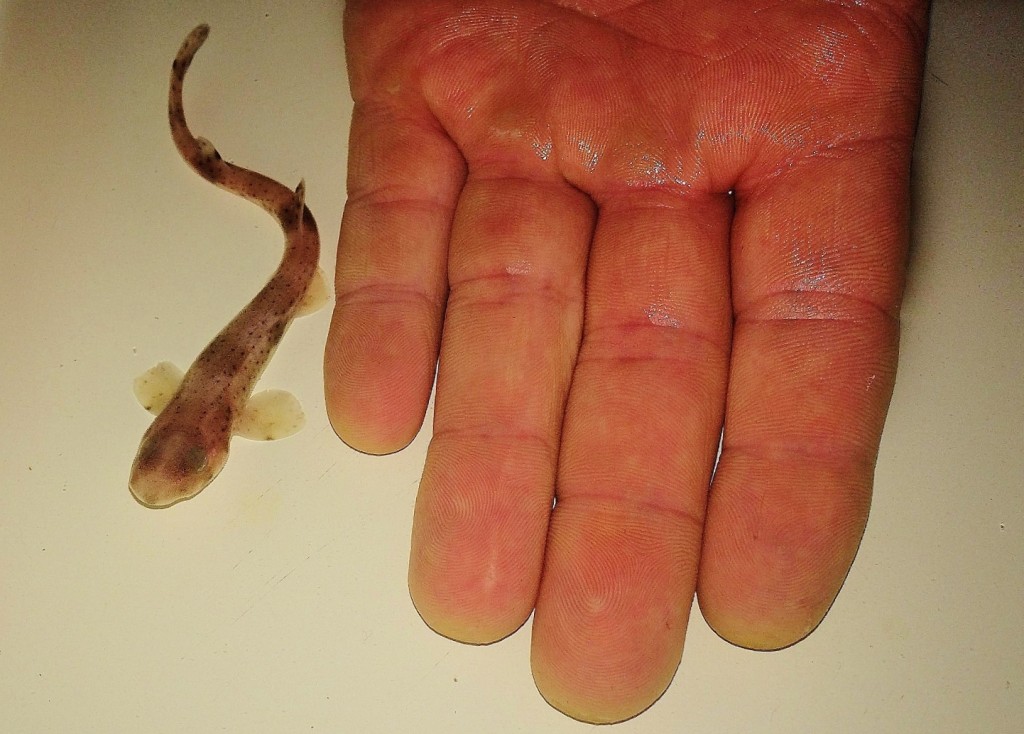 Baby catshark next to hand