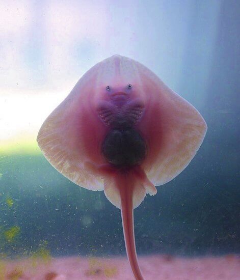 Juvenile Ray at Bristol Aquarium