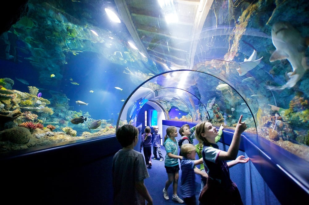 Ocean Tunnel at Bristol Aquarium