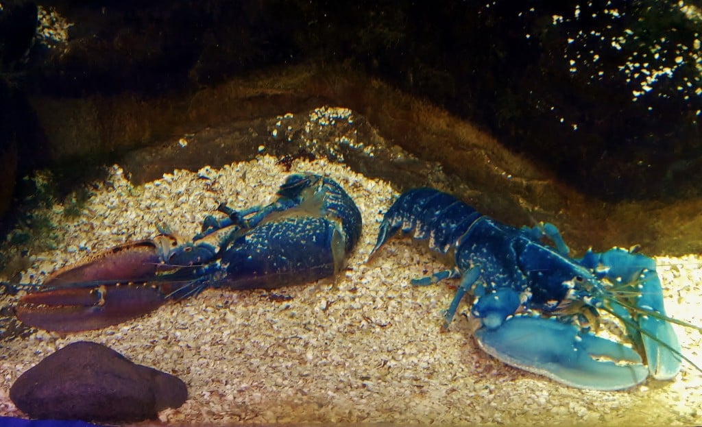 Charlotte the blue lobster on the right with her twin moult at Bristol Aquarium