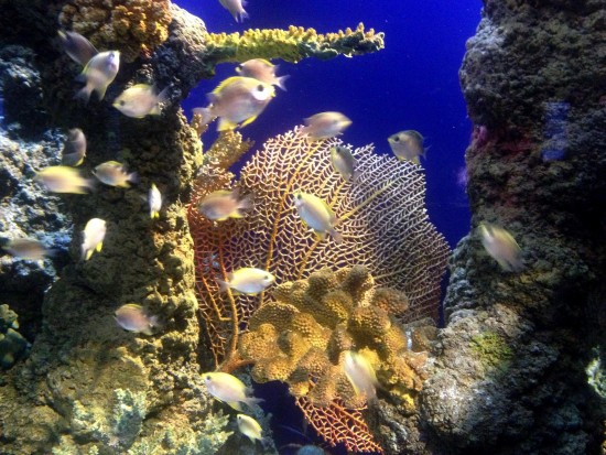 coral seas