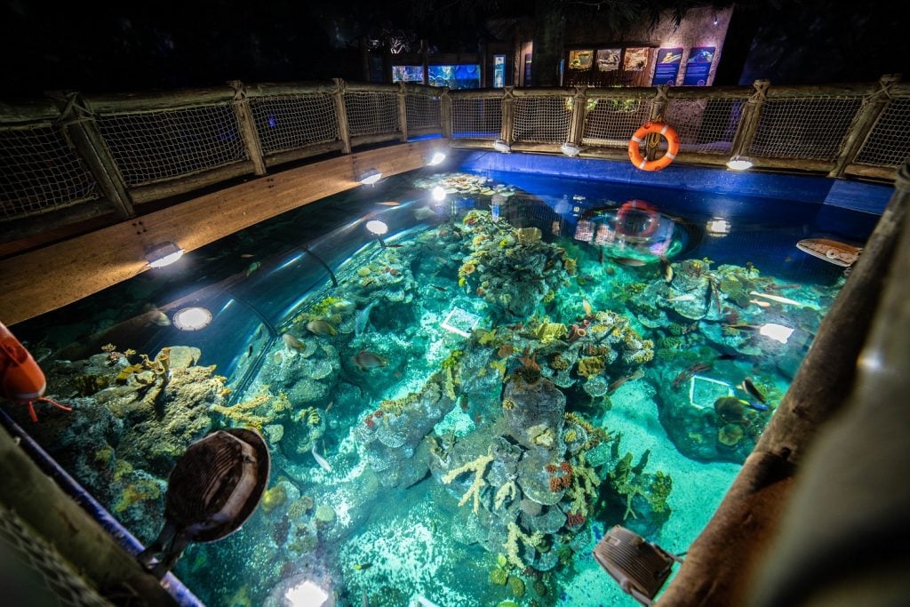 Coral Seas tank at Bristol Aquarium