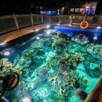 Coral Seas tank at Bristol Aquarium