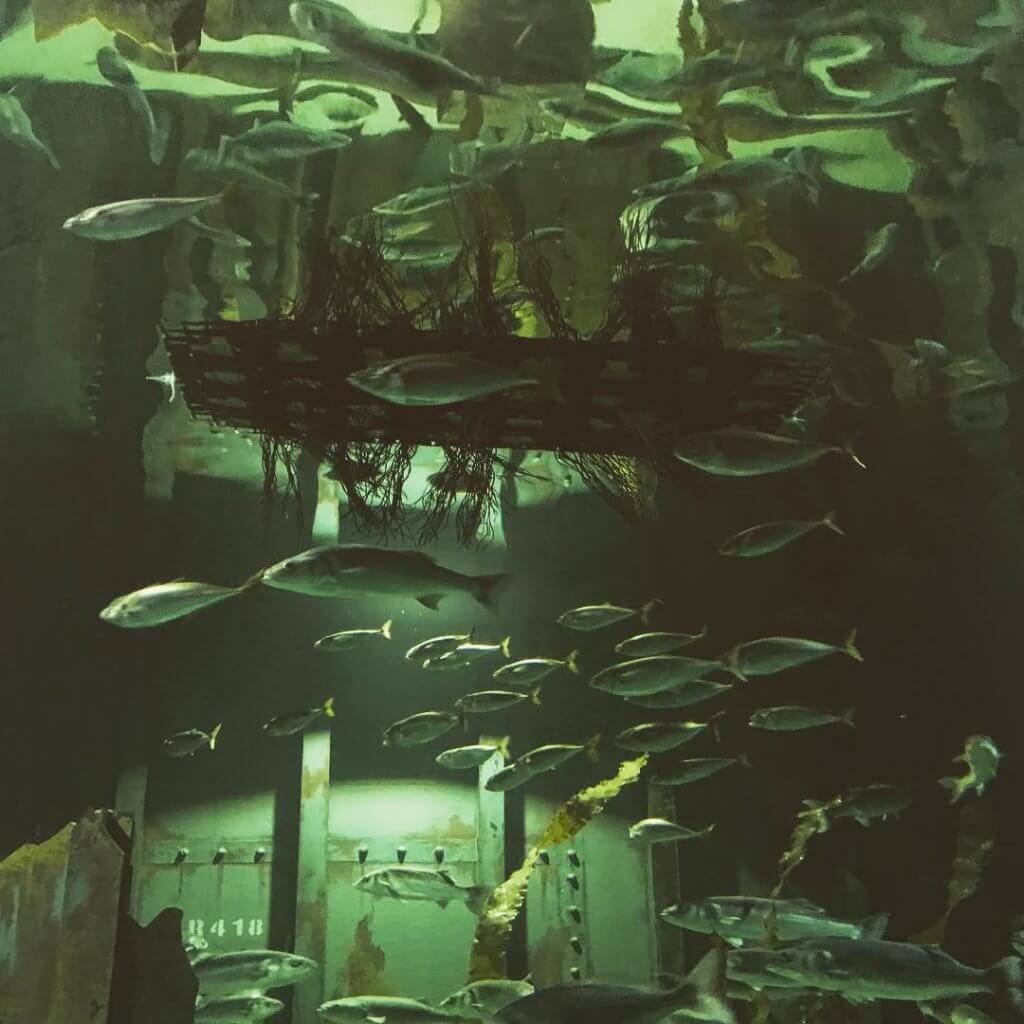 Floating island in Native display at Bristol Aquarium