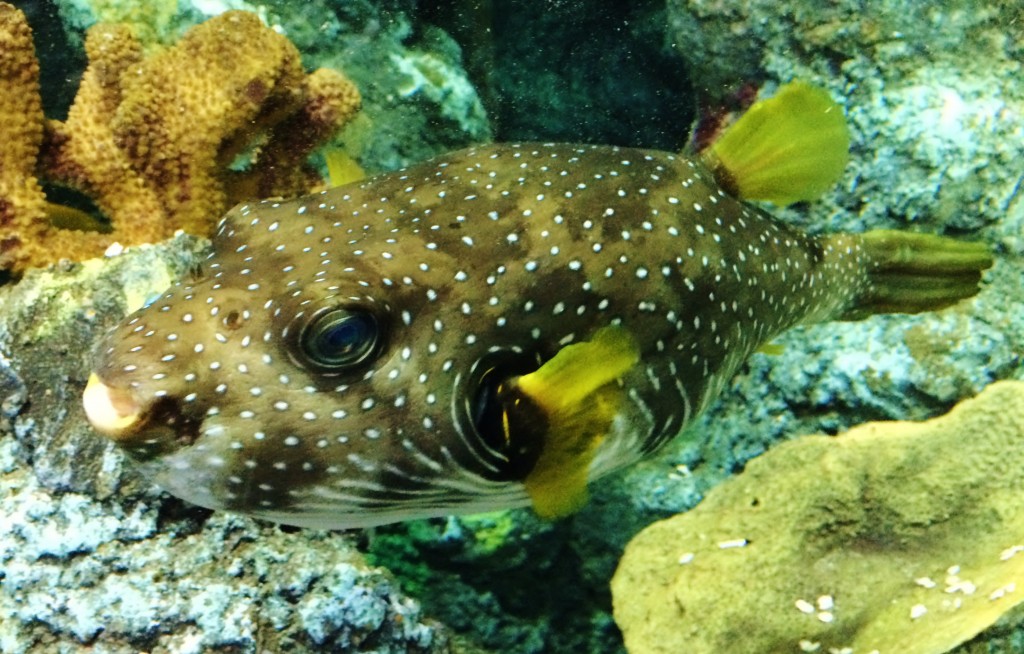 Hank the rugby ball-sized puffer fish at Bristol Aquarium