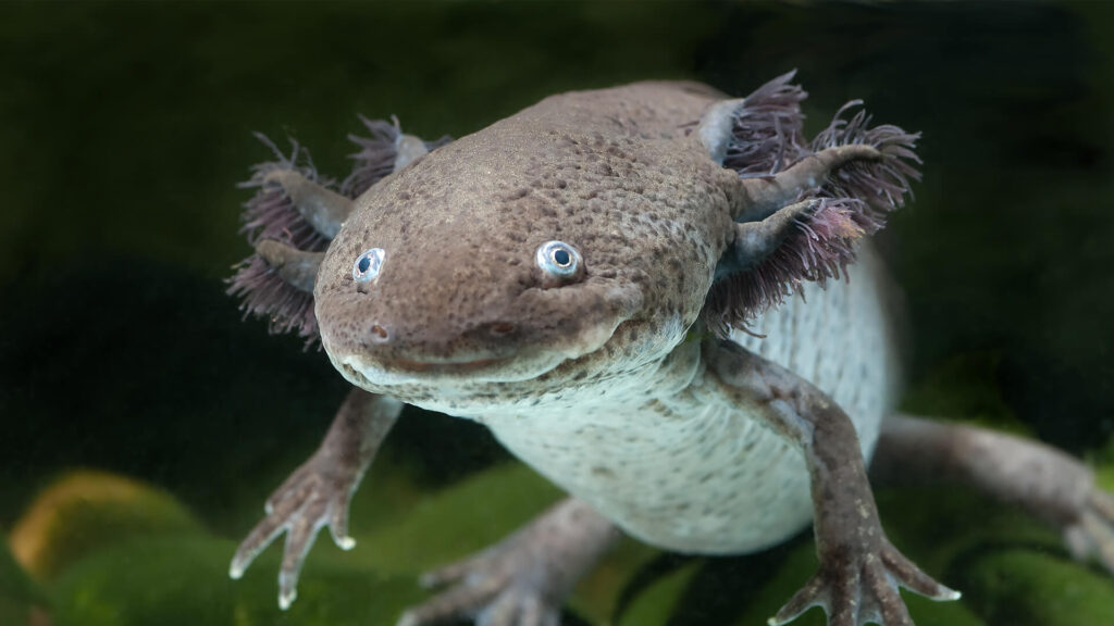 brown axolotl