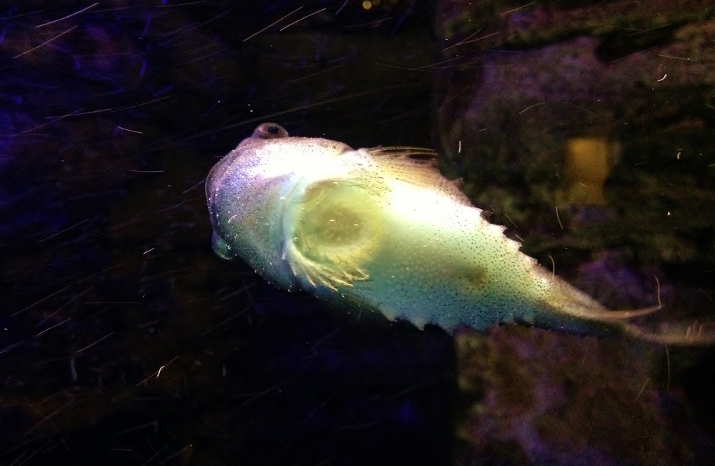 Lumpsucker attached to the glass at Bristol Aquarium