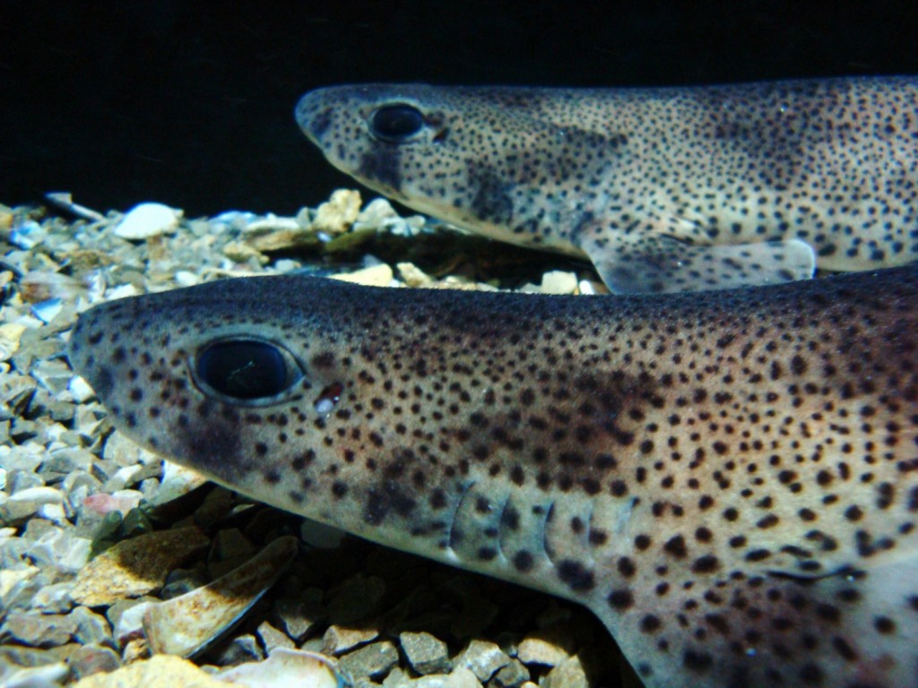 Juvenile Catsharks at Bristol Aquarium