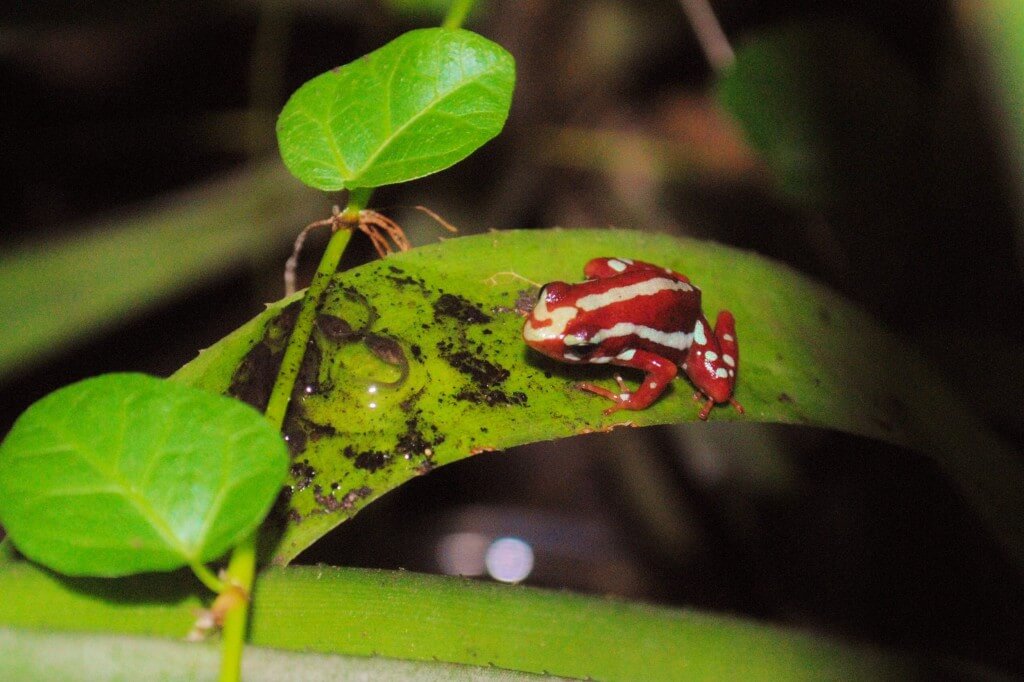 Phantasmal frog with tadpoles (2500x1664)