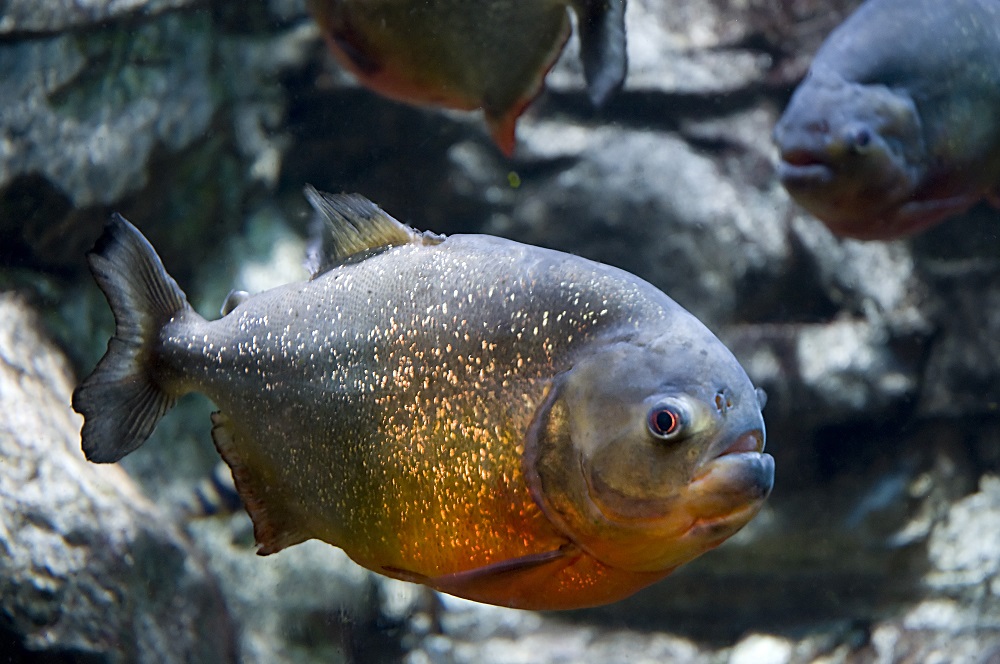 Red bellied Piranha