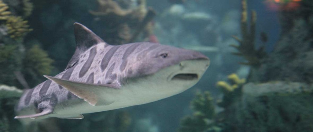 slider-shark