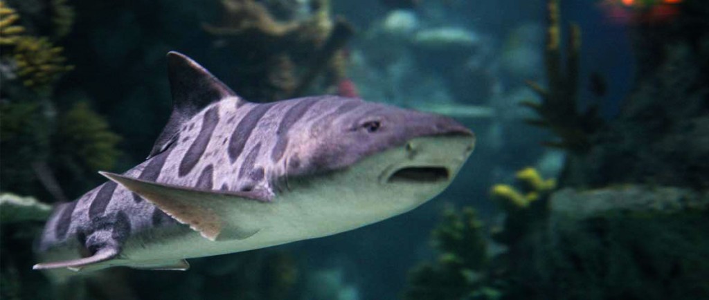 Californian Leopard Shark, Georgie at Bristol Aquarium.