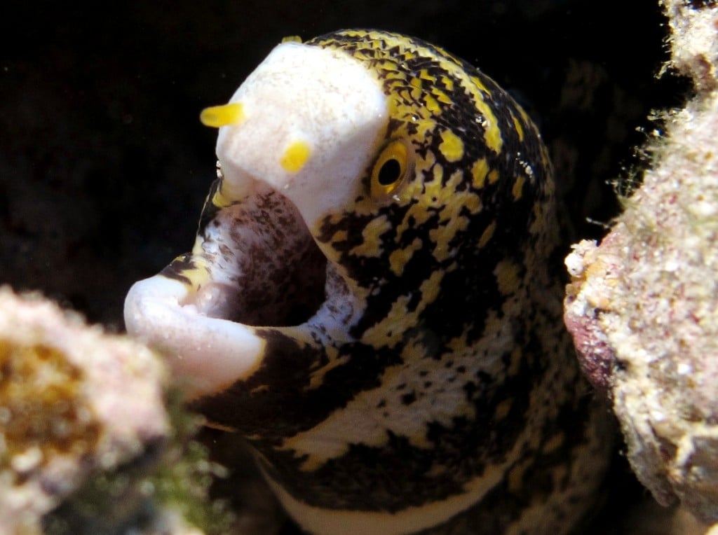 Snowflake Moray Eel