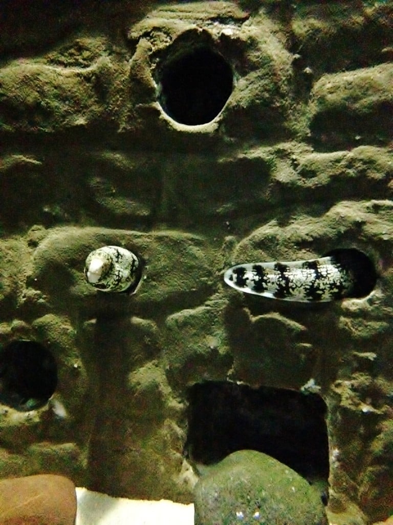 Snowflake moray eel exploring its new home at Bristol Aquarium