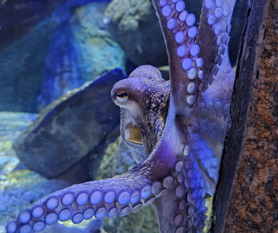 Common Octopus at Bristol Aquarium
