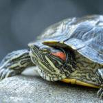 Red eared slider