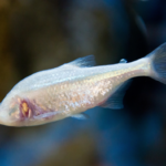 Blind cave fish